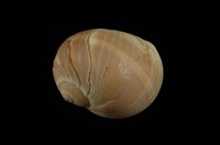 藏品(腰帶玉螺)的圖片